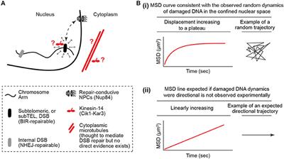 Defining the Damaged DNA Mobility Paradox as Revealed by the Study of Telomeres, DSBs, Microtubules and Motors